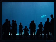 Aquarium Burgers Zoo (2)